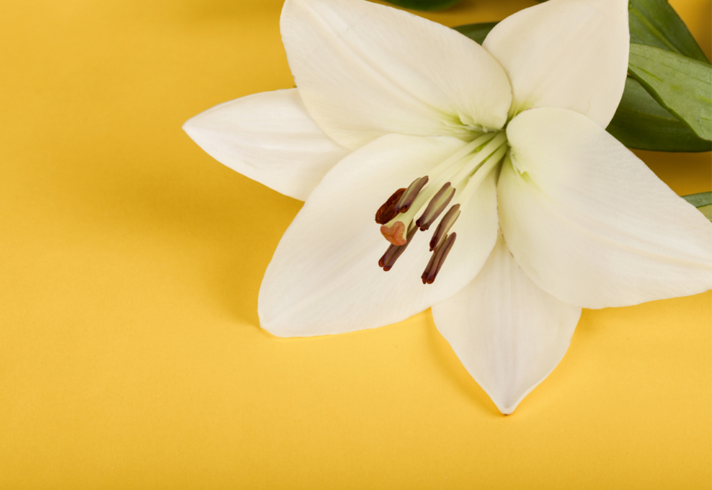 A single lily on a yellow background