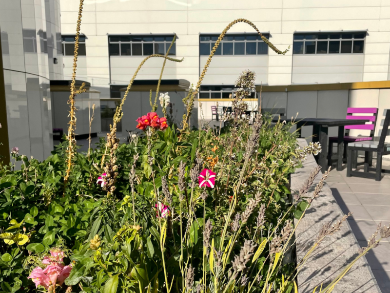 Allam Diabetes Centre Roof Garden